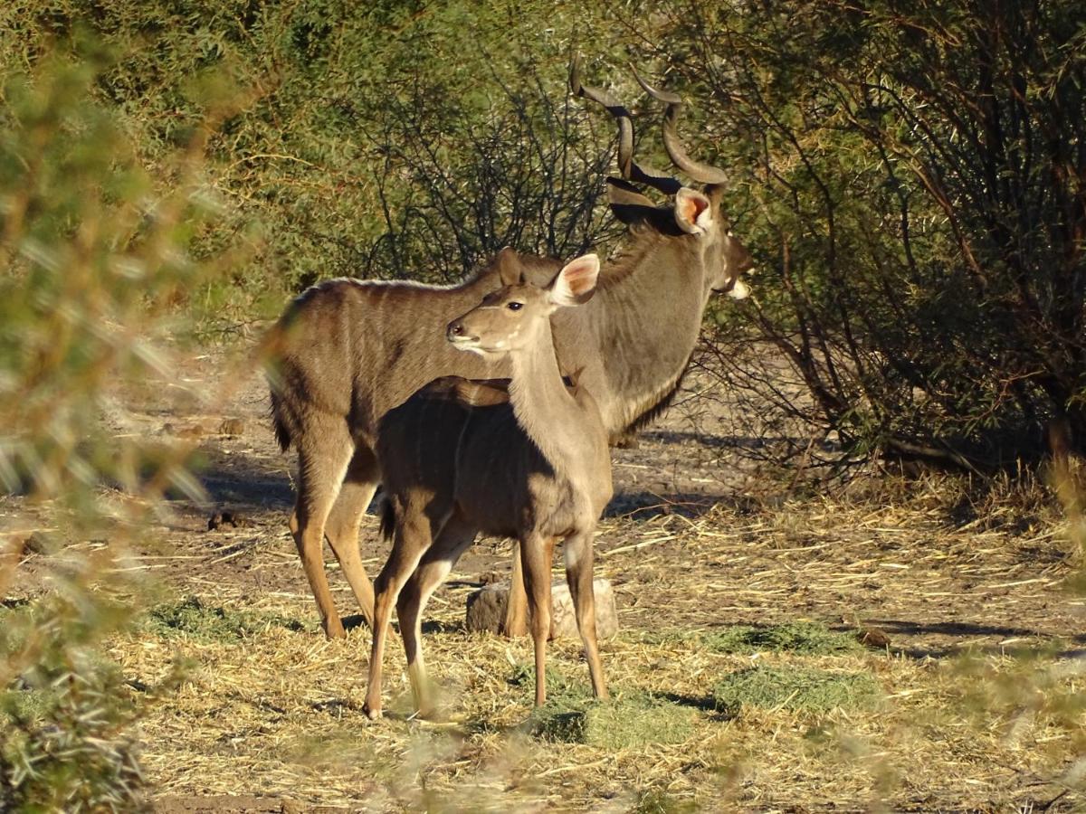 Teri-Lemveli Lodge Beaufort West Esterno foto