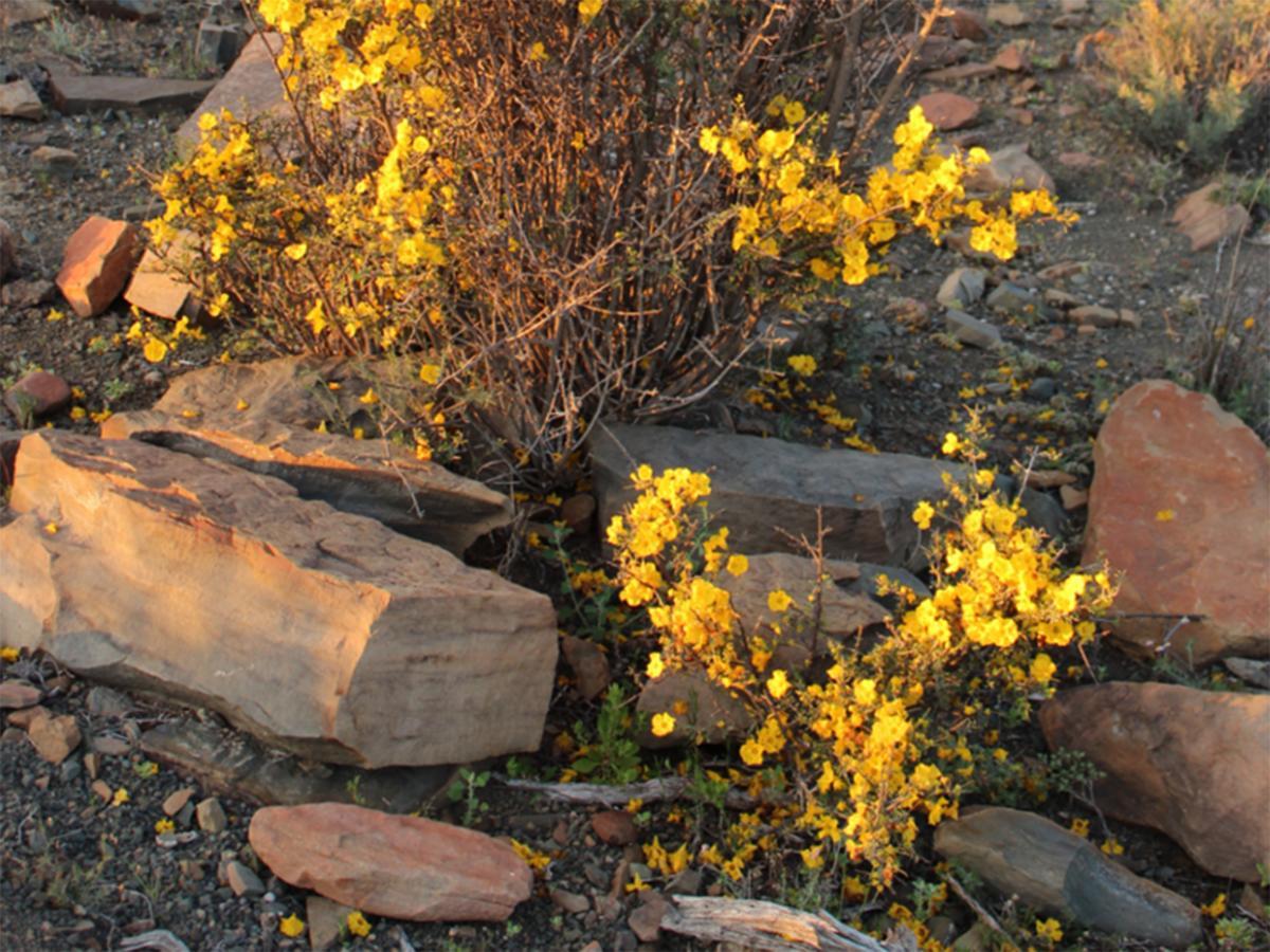Teri-Lemveli Lodge Beaufort West Esterno foto